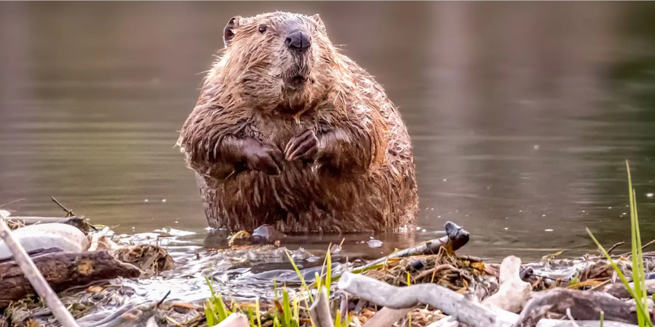 Why US Ranchers Are Becoming Beaver Believers: A Sustainable Land Management Transformation”