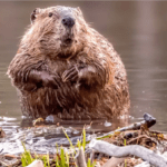 Why US Ranchers Are Becoming Beaver Believers: A Sustainable Land Management Transformation”