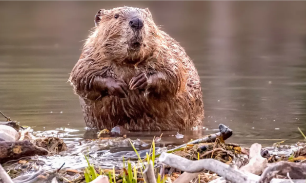 Why US Ranchers Are Becoming Beaver Believers: A Sustainable Land Management Transformation”